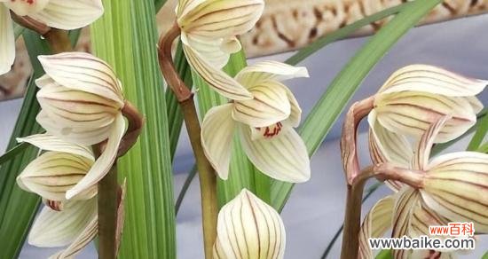 揭示兰花的美丽和神秘 兰花的象征意义