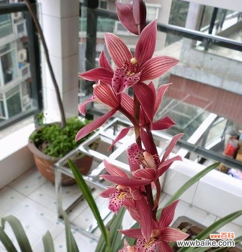 揭示兰花的美丽和神秘 兰花的象征意义