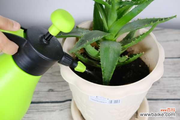 芦荟叶尖发黄干瘪怎么解决