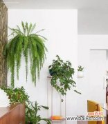 掌握这些小技巧，让阳台花园绿意盎然 5月家庭阳台养花，让春天更美丽