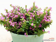 探究满天星花期，了解满天星的魅力 满天星花期——盛开多久？