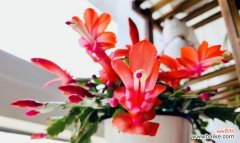 如何养护蟹爪兰让其开花不断？ 蟹爪兰开花不断的养护技巧