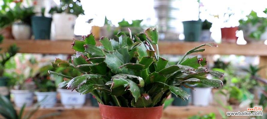 如何养护蟹爪兰让其开花不断? 蟹爪兰开花不断的养护技巧