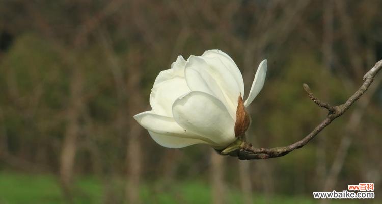 上海市花的历史渊源与文化内涵 探秘上海市花