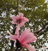 上海市花的历史渊源与文化内涵 探秘上海市花