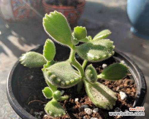 养殖熊童子的最佳实践方法 如何育成肥厚的熊童子