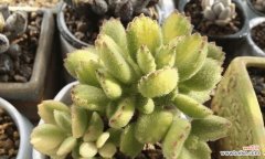 养殖熊童子的最佳实践方法 如何育成肥厚的熊童子