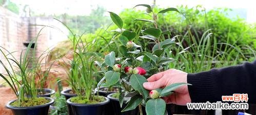 了解茶花品种及种植技巧,助你打造私家花园 茶花养殖全攻略