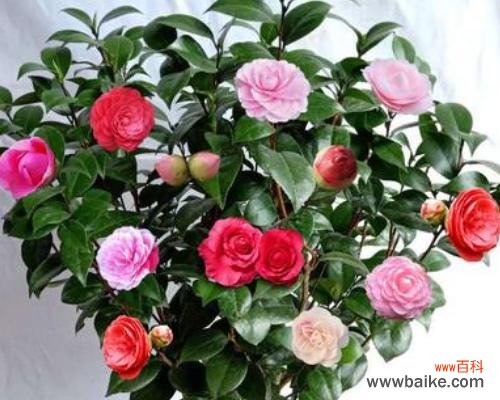 了解茶花品种及种植技巧,助你打造私家花园 茶花养殖全攻略