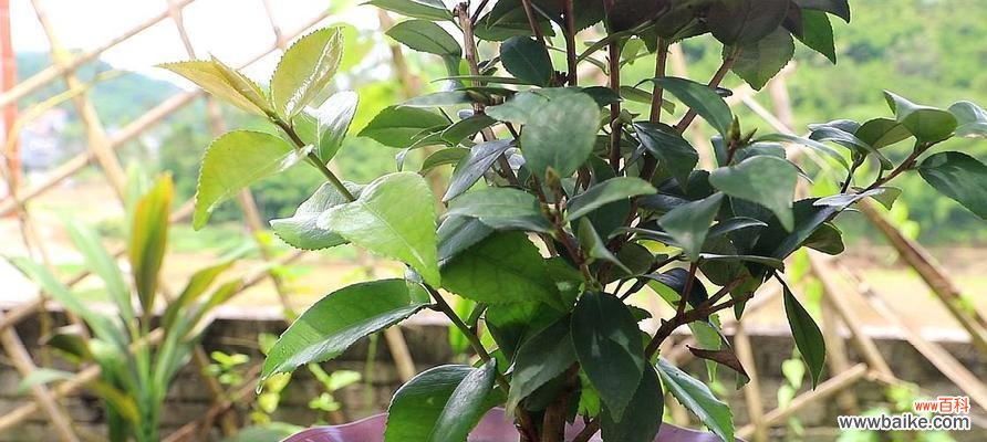 了解茶花品种及种植技巧,助你打造私家花园 茶花养殖全攻略