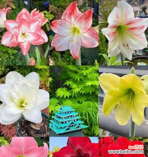 盛开秋日，美丽缤纷 秋日花卉盛宴