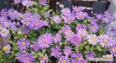 盛开秋日，美丽缤纷 秋日花卉盛宴