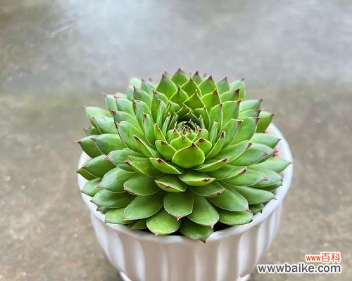 观音莲多肉的养护与繁殖技巧