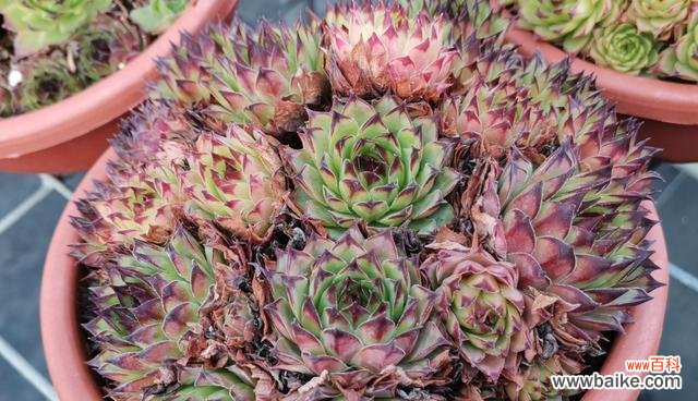 观音莲多肉的养护与繁殖技巧