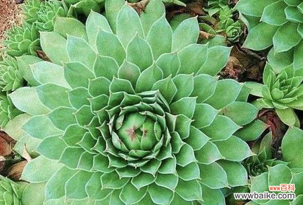 观音莲多肉的养护与繁殖技巧