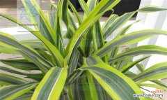 一步步教你打造热带雨林风情的花园 如何成功种植巴西铁树