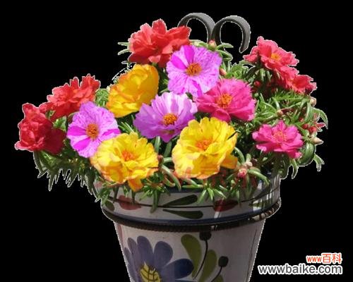 轻松学会种植重瓣太阳花,享受美丽的花海 重瓣太阳花种子种植全过程