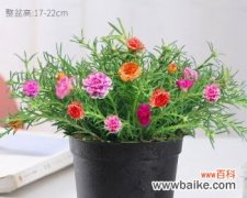 轻松学会种植重瓣太阳花，享受美丽的花海 重瓣太阳花种子种植全过程