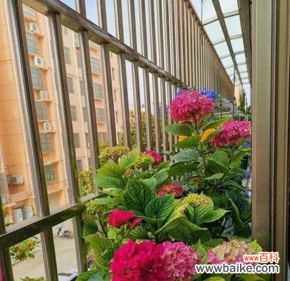 探索适合室内养殖的多肉植物，让家居绿化更美好 植物小百科——好看又好养的草本植物