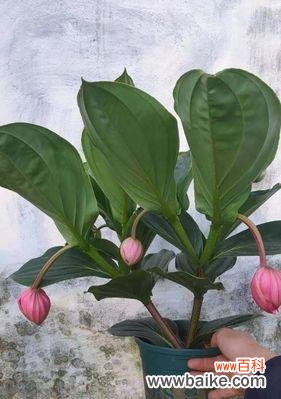 探索适合室内养殖的多肉植物，让家居绿化更美好 植物小百科——好看又好养的草本植物