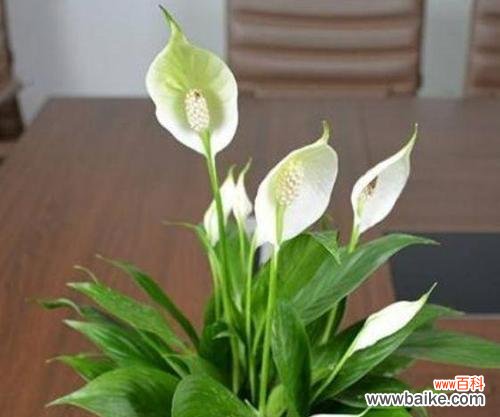 探索适合室内养殖的多肉植物，让家居绿化更美好 植物小百科——好看又好养的草本植物