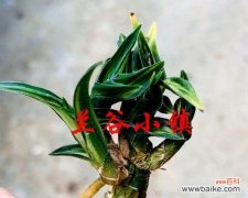 了解水晶兰花的特点与需求，轻松打造一盆健康美丽的兰花 如何养护水晶兰花？