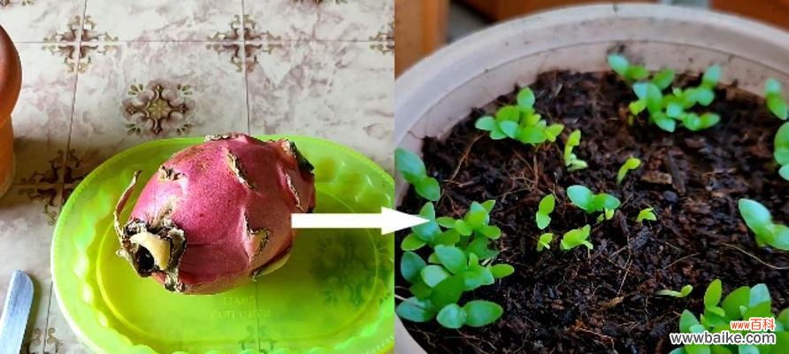 从选种到收获，教你一步步种植火龙果 种植火龙果的全过程