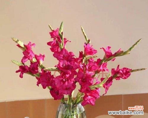 打造盛开绚烂的剑兰花园——从水养开始 剑兰花的养殖与护理