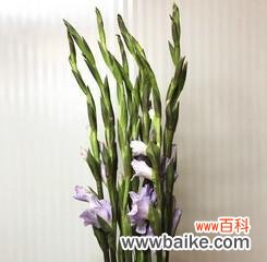 打造盛开绚烂的剑兰花园——从水养开始 剑兰花的养殖与护理