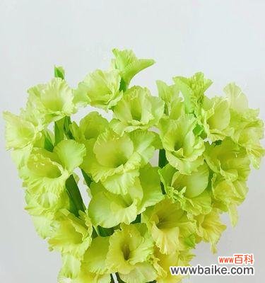 打造盛开绚烂的剑兰花园——从水养开始 剑兰花的养殖与护理