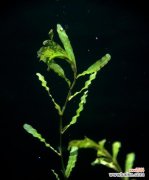 了解金鱼藻的特点、栽培及保养技巧 深入探究金鱼藻——一种神奇的水生植物