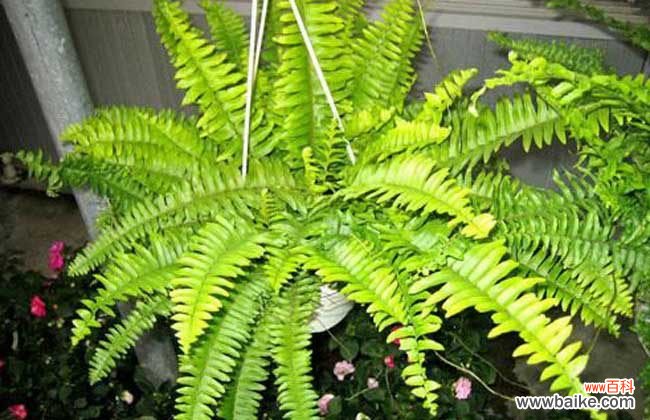 急性肺栓塞的急救处理措施 甲醛中毒症状和抢救措施