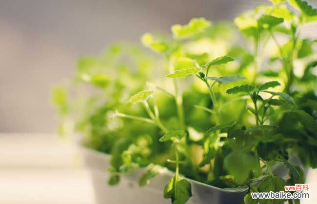 急性肺栓塞的急救处理措施 甲醛中毒症状和抢救措施