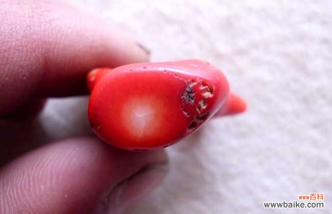 红珊瑚真品放在水里会怎样 红珊瑚的鉴别方法