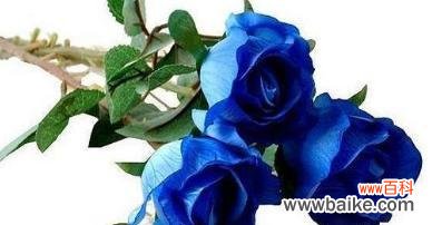 揭开蓝玫瑰的象征之谜 蓝玫瑰的神秘与浪漫