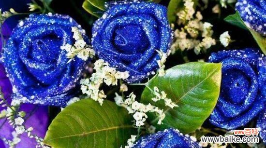 神秘而美丽的冰之花-碎冰蓝玫瑰 碎冰蓝玫瑰的花语与传说