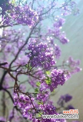 探索蓝花楹花语的美丽世界 蓝花楹花语的奥秘与寓意