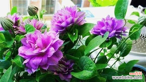 揭秘蓝莲花的神秘之处 蓝莲花的花语及其象征意义