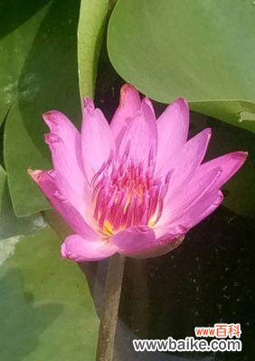 揭秘蓝莲花的神秘之处 蓝莲花的花语及其象征意义