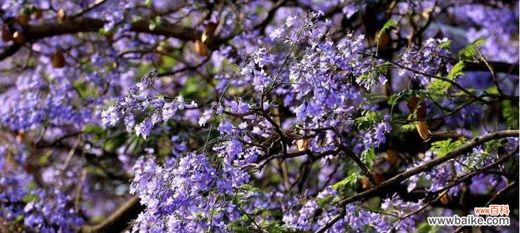 赏析蓝花楹 蓝花楹的象征意义与美丽魅力