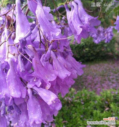 赏析蓝花楹 蓝花楹的象征意义与美丽魅力