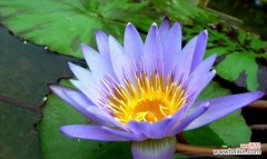 寻找自由与希望的蓝色之花 蓝莲花的象征意义