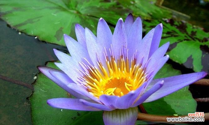 寻找自由与希望的蓝色之花 蓝莲花的象征意义