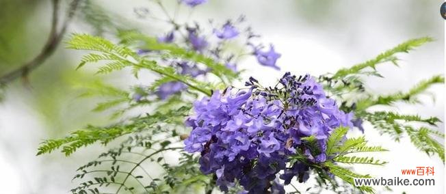 探索蓝花楹的寓意与象征 蓝花楹的花语与意义