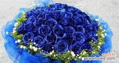 探索蓝玫瑰背后的神秘 一朵蓝玫瑰的寓意与象征意义