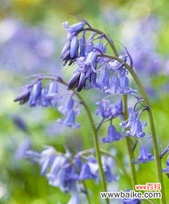 探寻蓝铃花的神秘之意 蓝铃花的花语与意义