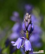 探寻蓝铃花的神秘之意 蓝铃花的花语与意义