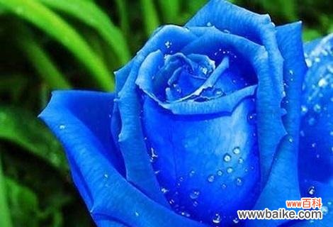 解读蓝玫瑰的含义与象征 探寻蓝玫瑰的神秘魅力