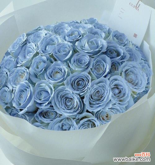 寓意 以蓝玫瑰的含义探索