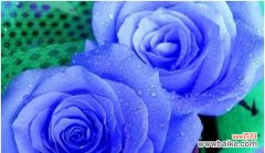 探究蓝玫瑰花的花语与文化内涵 以蓝玫瑰花为象征的浪漫之美